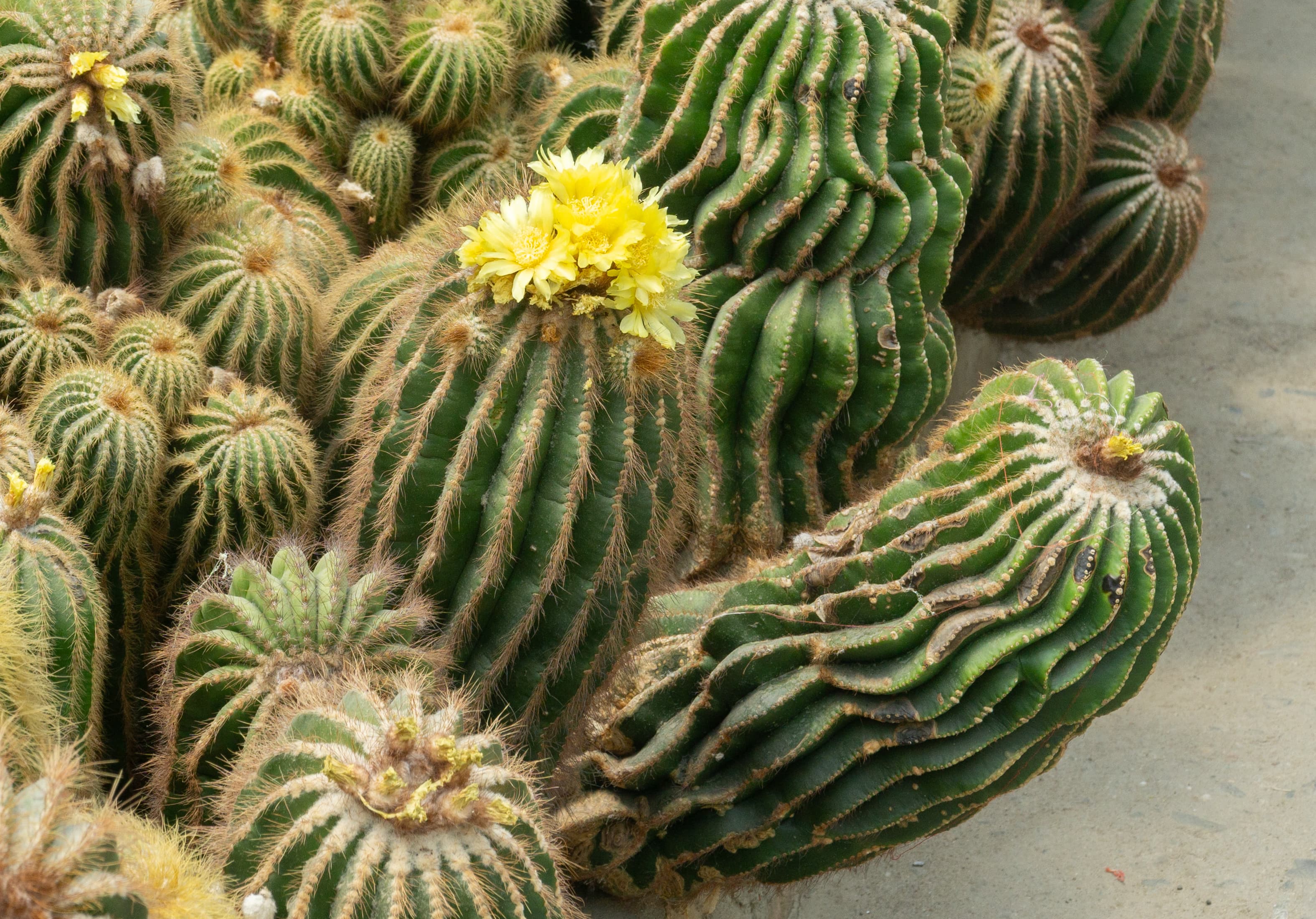 Cactus in Pine View Nursery