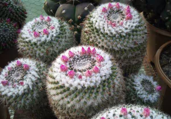 flowers in Pine View Nursery