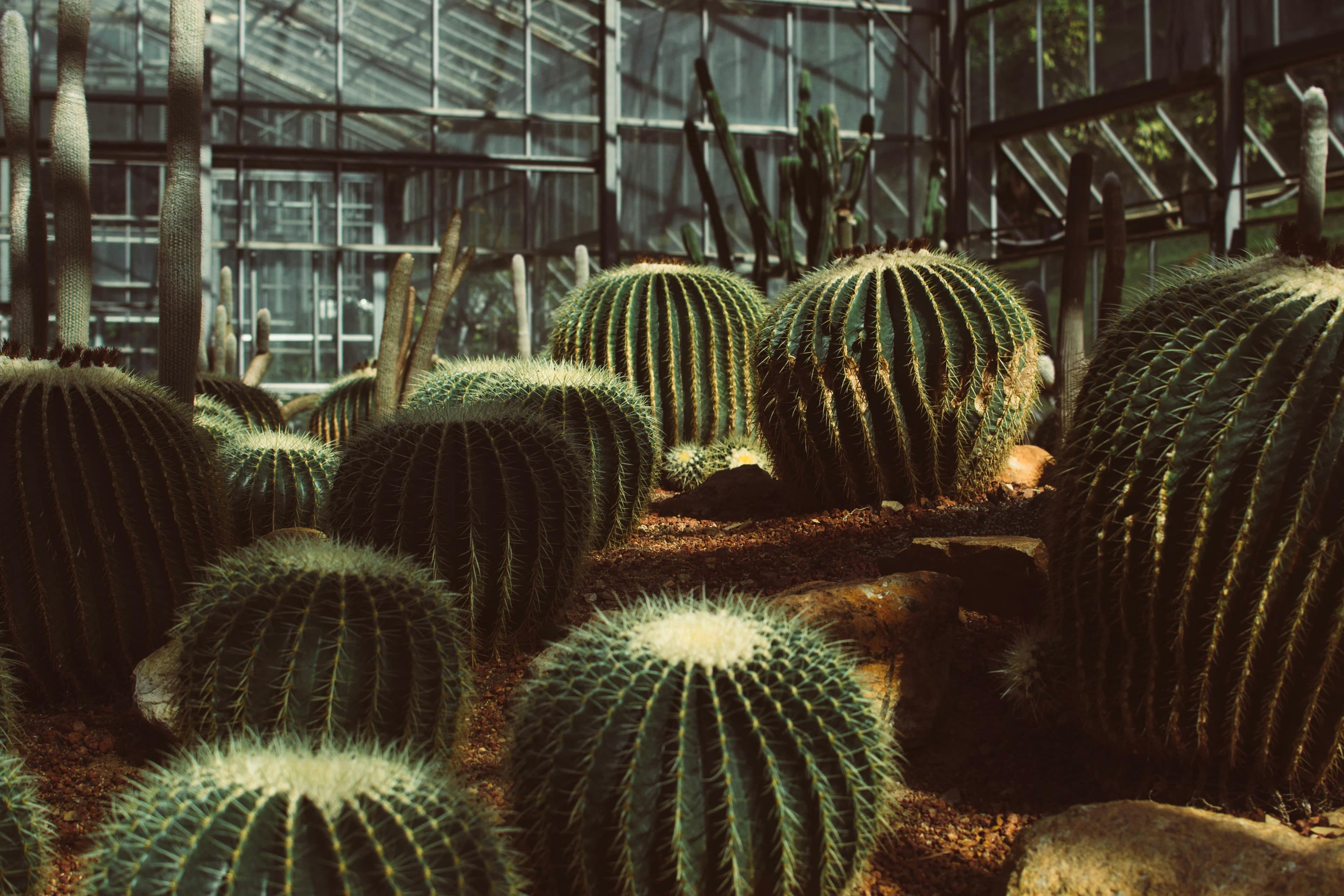 Green house Pine View Nursery