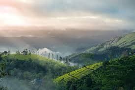Vagamon tea gardens amidst hills