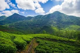 View of Vagamon tea gardens