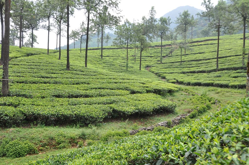 Greenery of Vagamon tea plantations