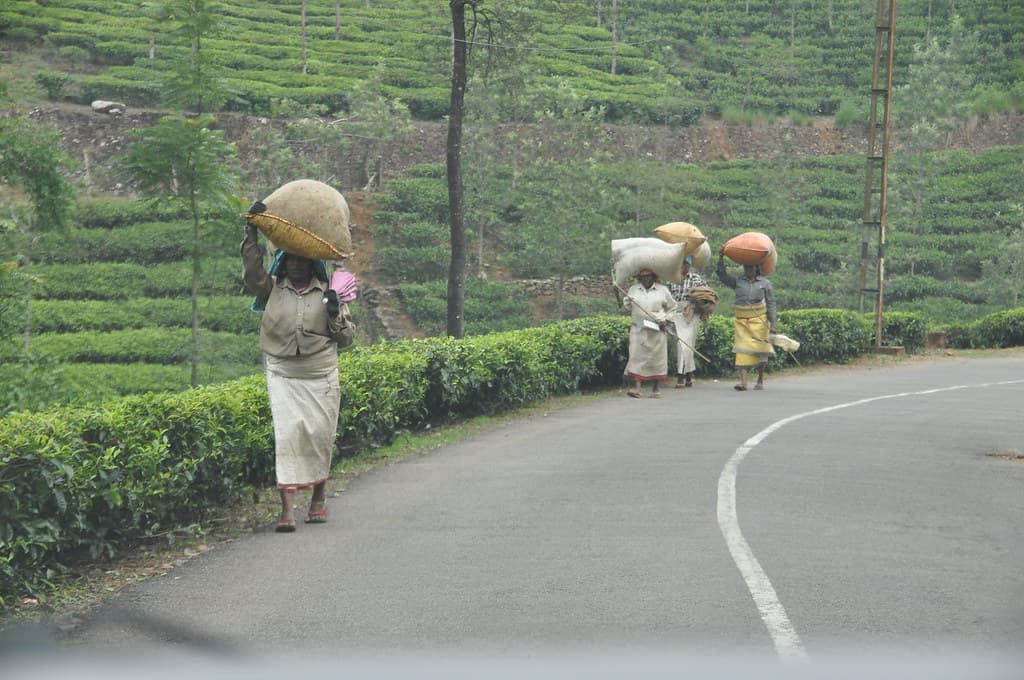 Workers carrying tea from estates