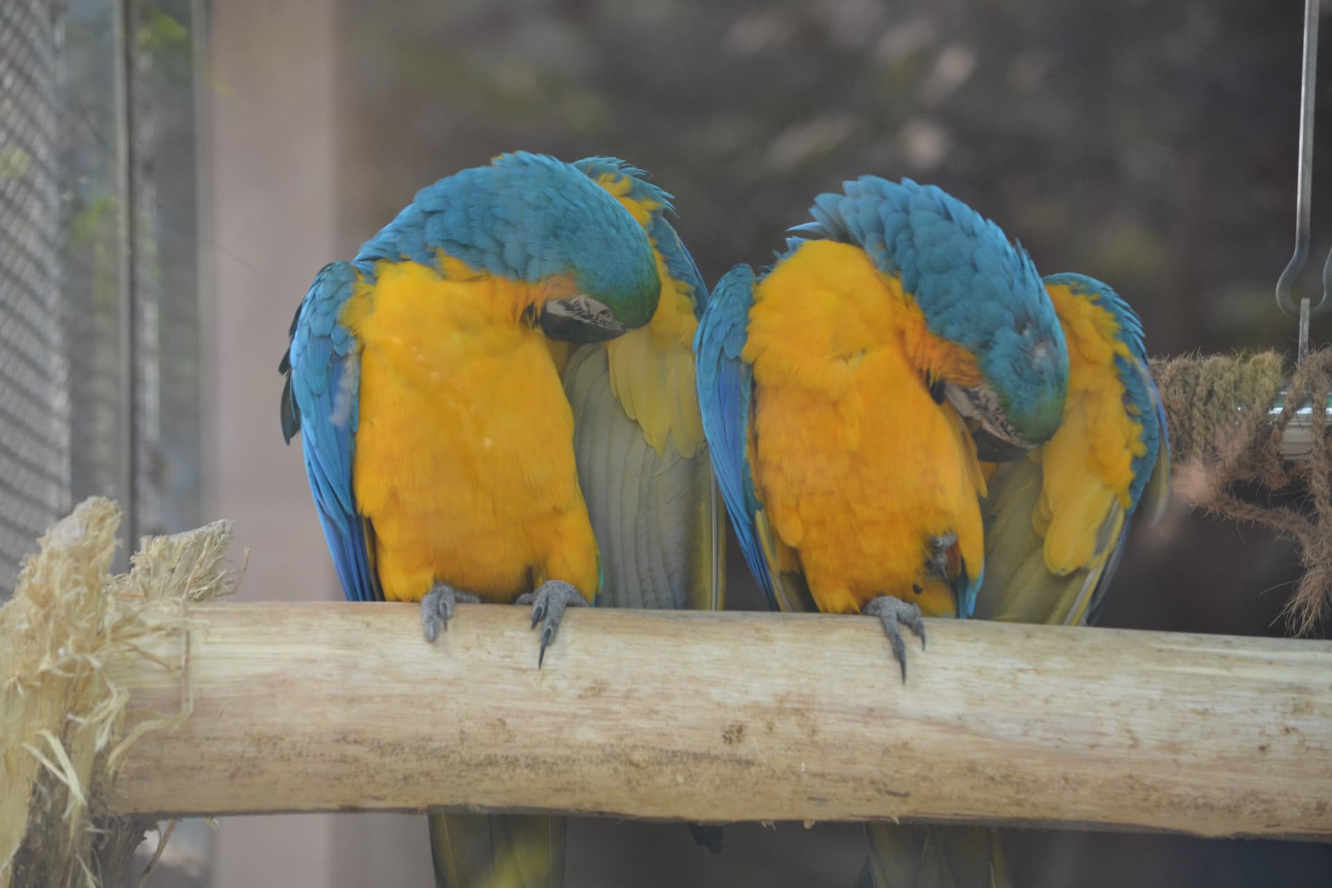 Birds at Lucknow Zoo
