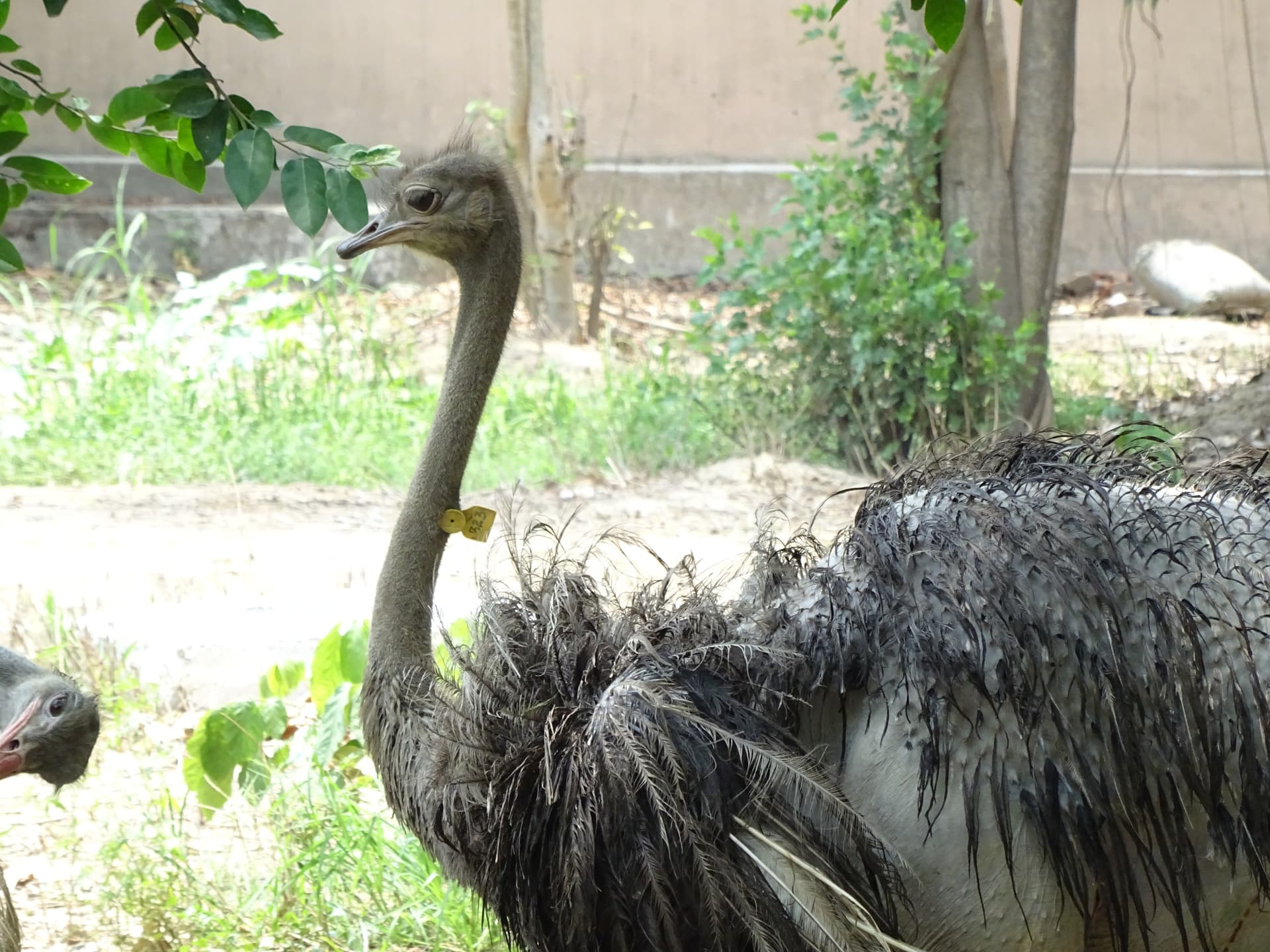 Ostrich at Lucknow Zoo