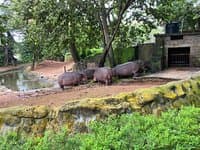 Sight of animals in Thiruvananthapuram Zoo