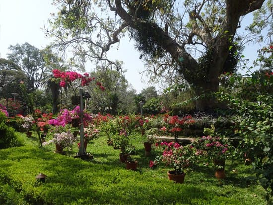 Botanical garden at Thiruvananthapuram Zoo