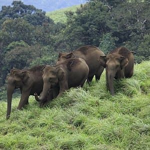 Elephants at Thiruvananthapuram Zoo