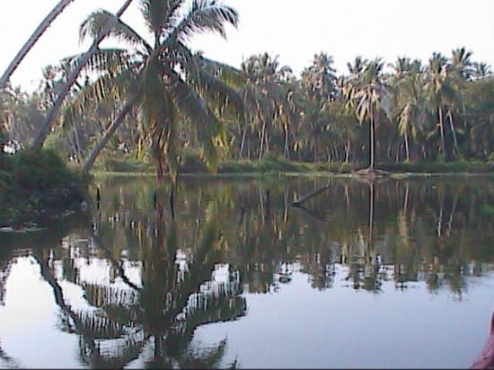 Greenery around Karamana River