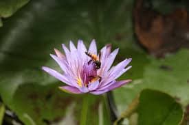 Lotus at Mapro garden