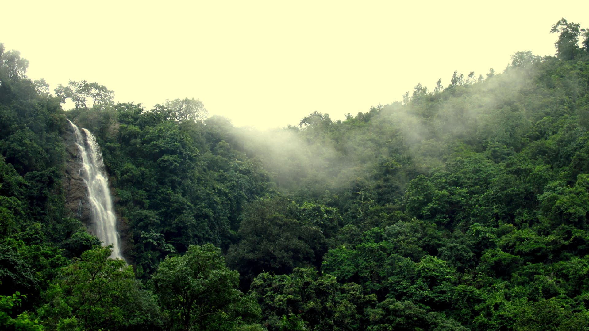 Forest view - The starting point of Katiki Waterfall
