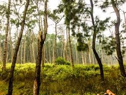 Mid-day view of tall trees in Lambasingi