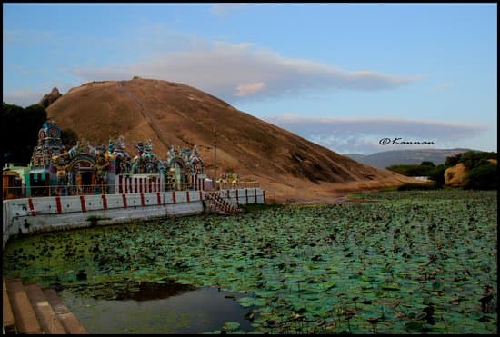 Lotus plants around Samanar Hills