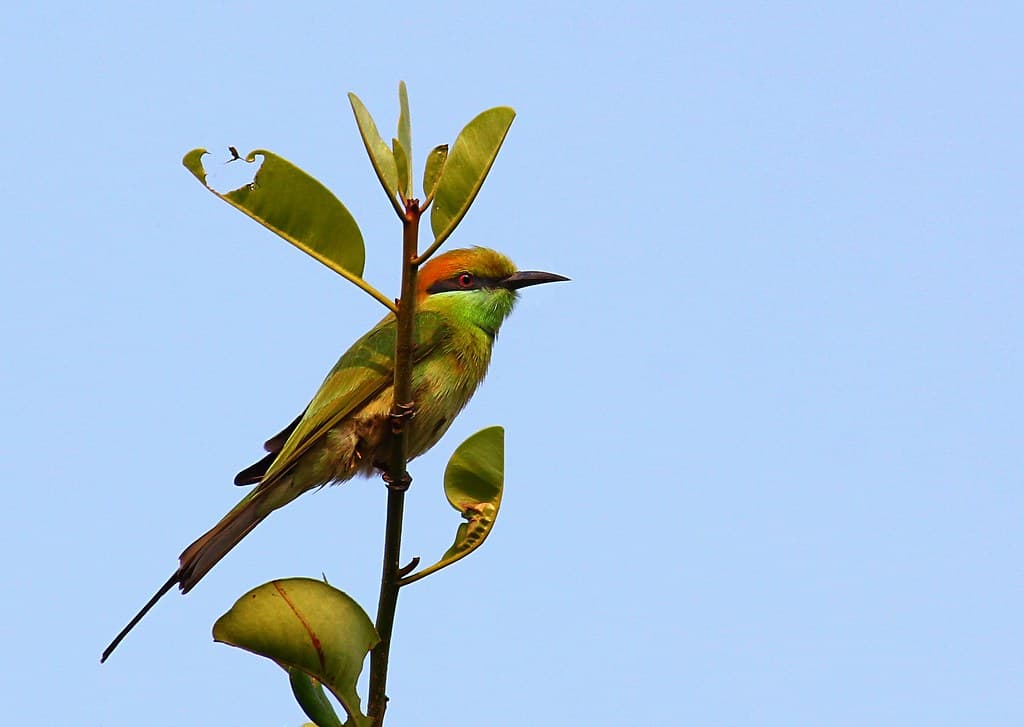 Green bee eater bird in Duke's Nose