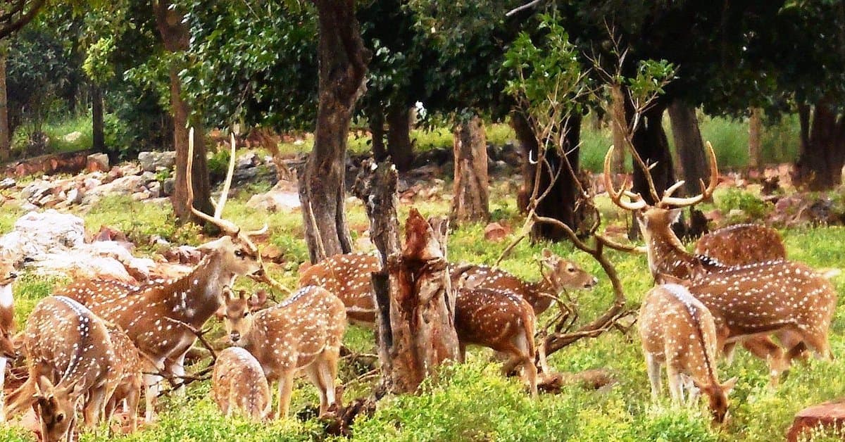 Deer grazing in Deer Park