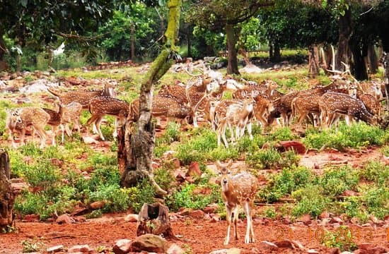 Deer under trees in Deer Park