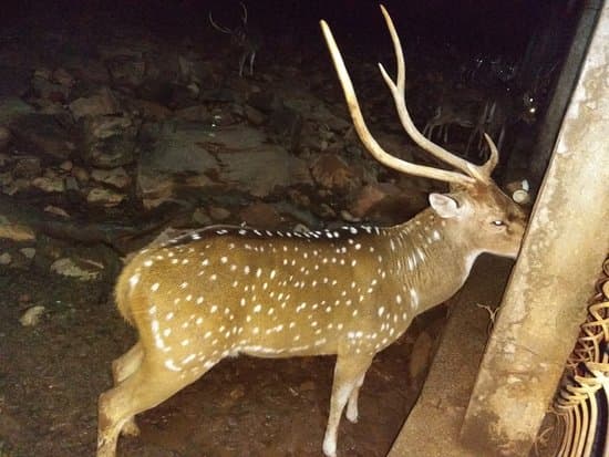 Deer near pond in Deer Park