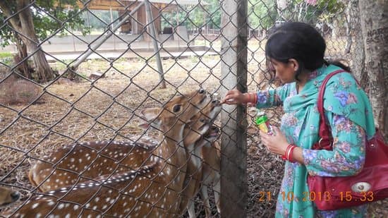 Visitors at Deer Park