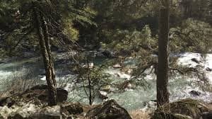 Pine tree view of Paravati River