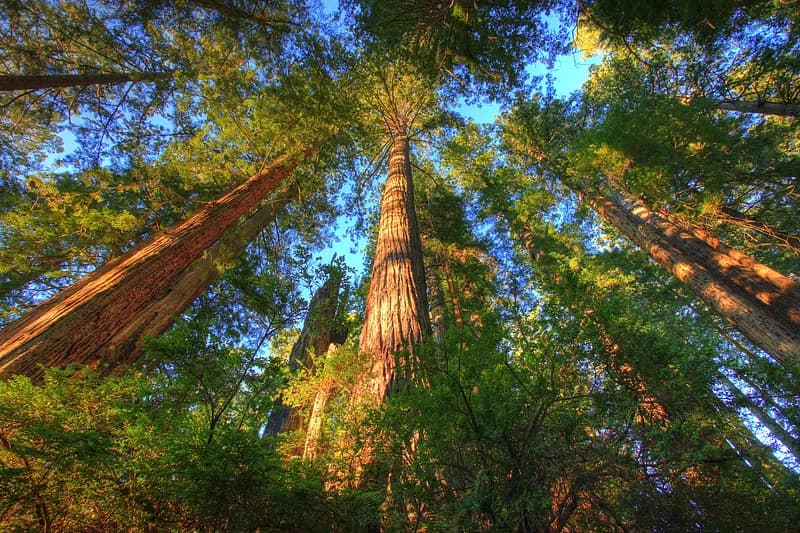 Trees in Kheer Ganga Peak