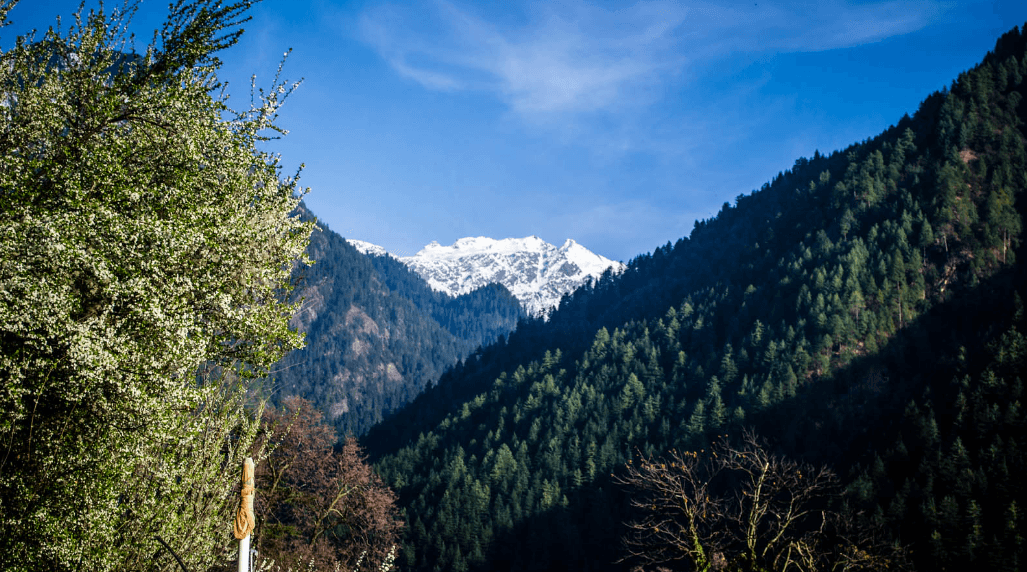 Forest view from Chalal Village