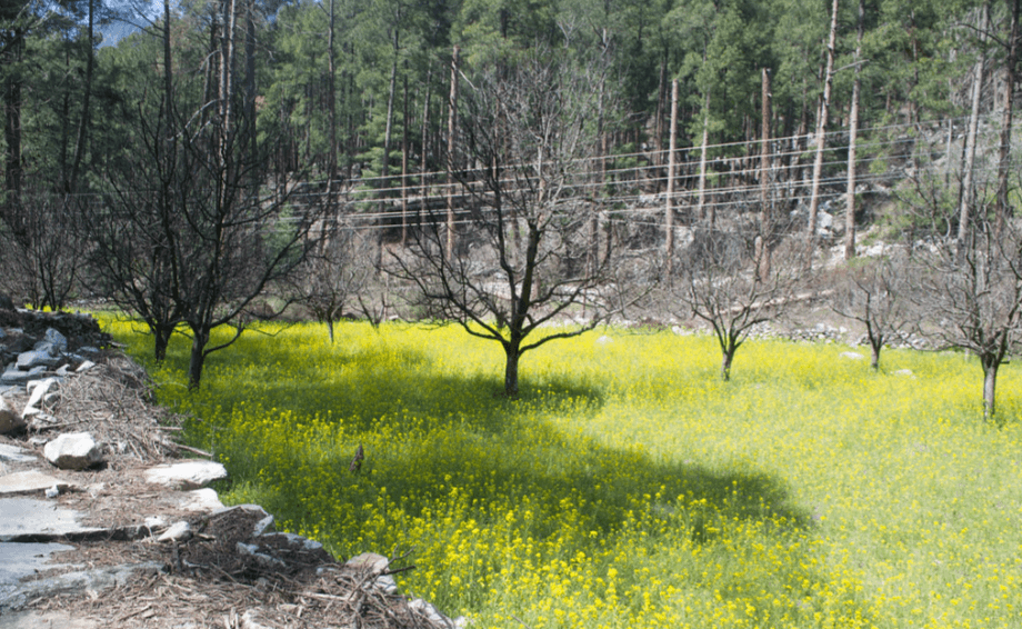 Flower garden in Chalal Village