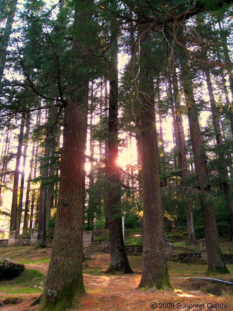 Roads and trees in Bhuntar Town