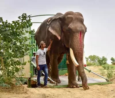 Elephant Conservation and Care Center