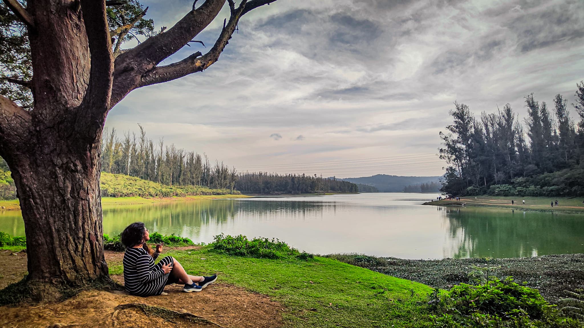 Pine forest, Ooty