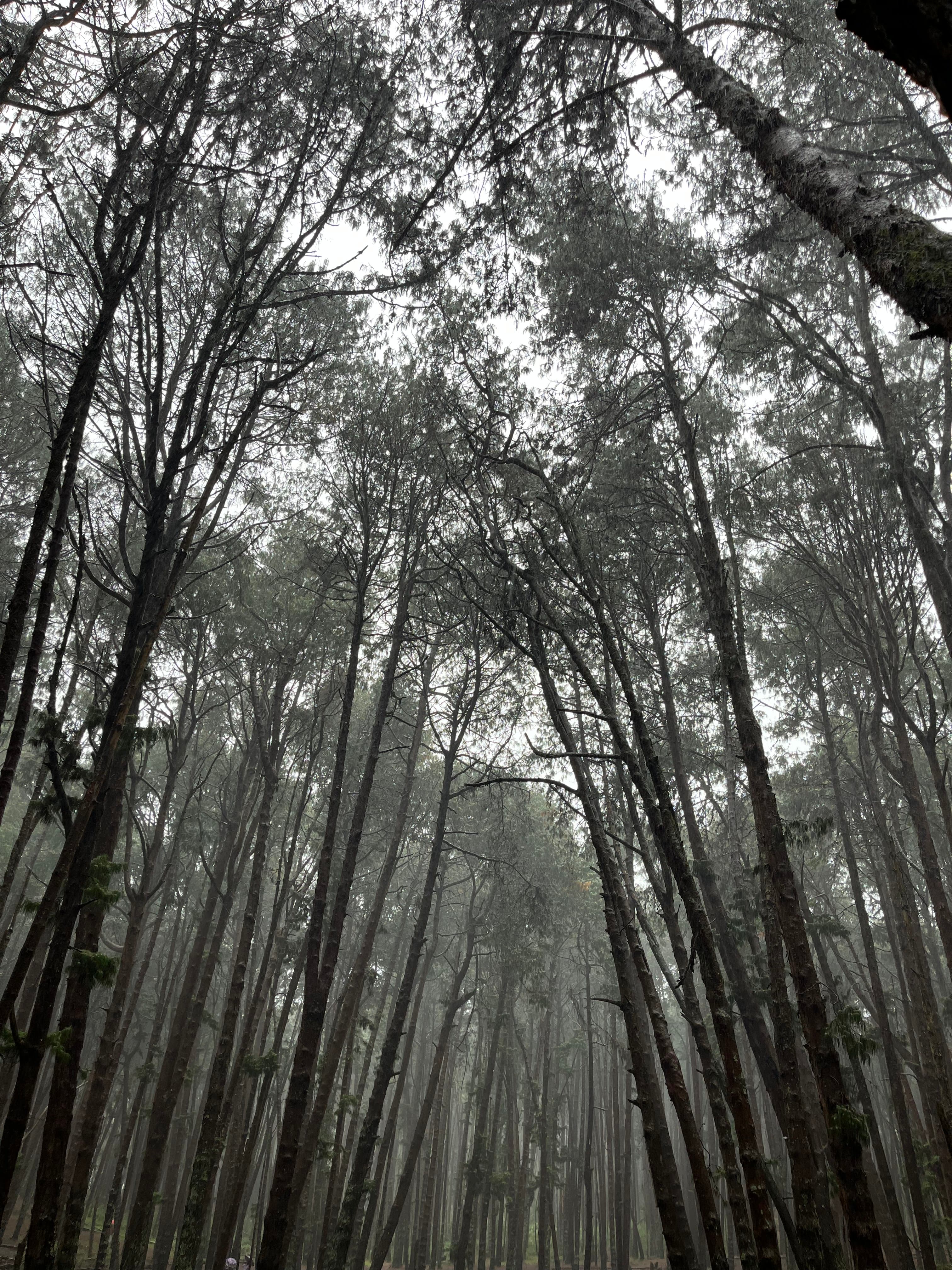 Pine forest, Kodaikanal 