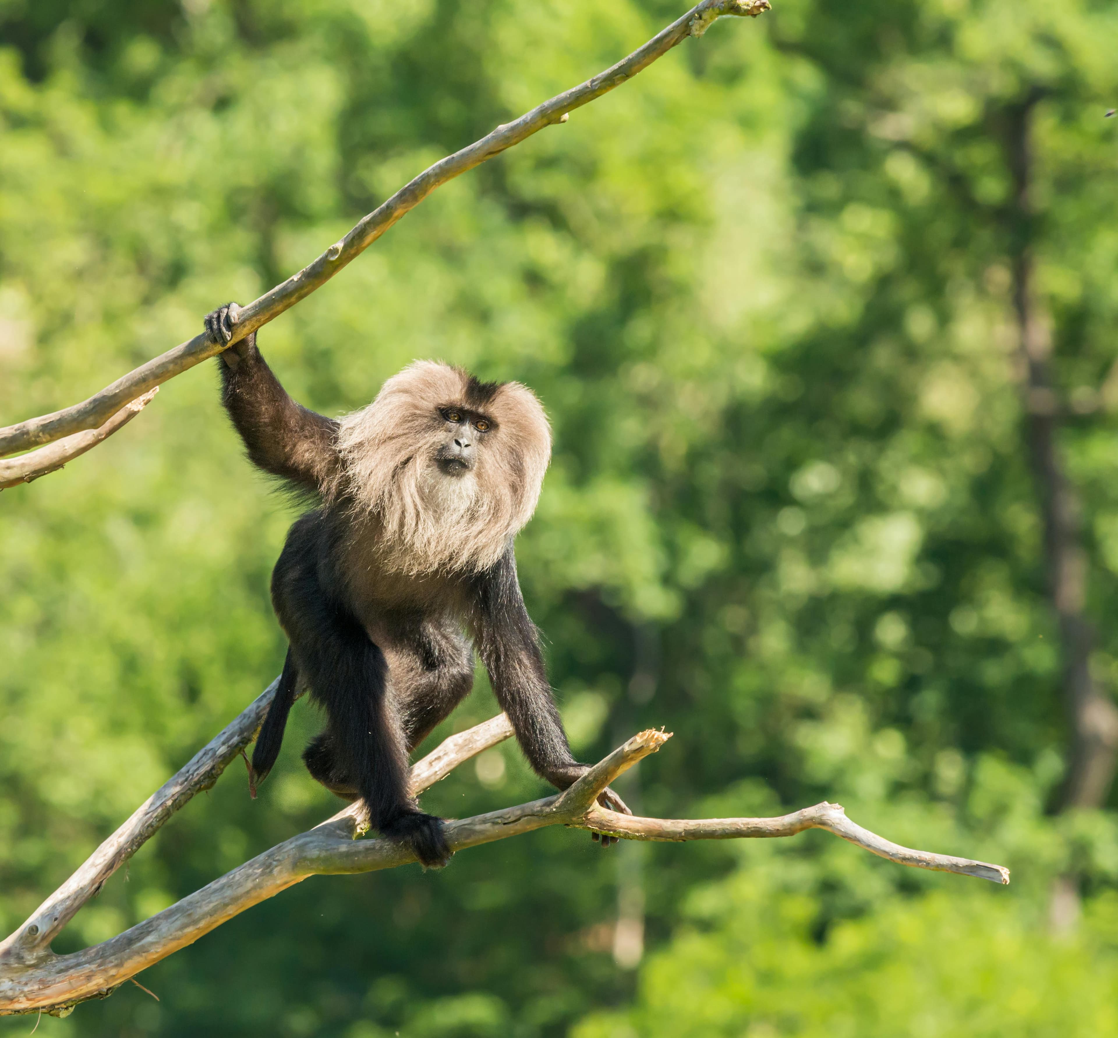 Valparai Weekend Getaway-Lion-tailed macaque