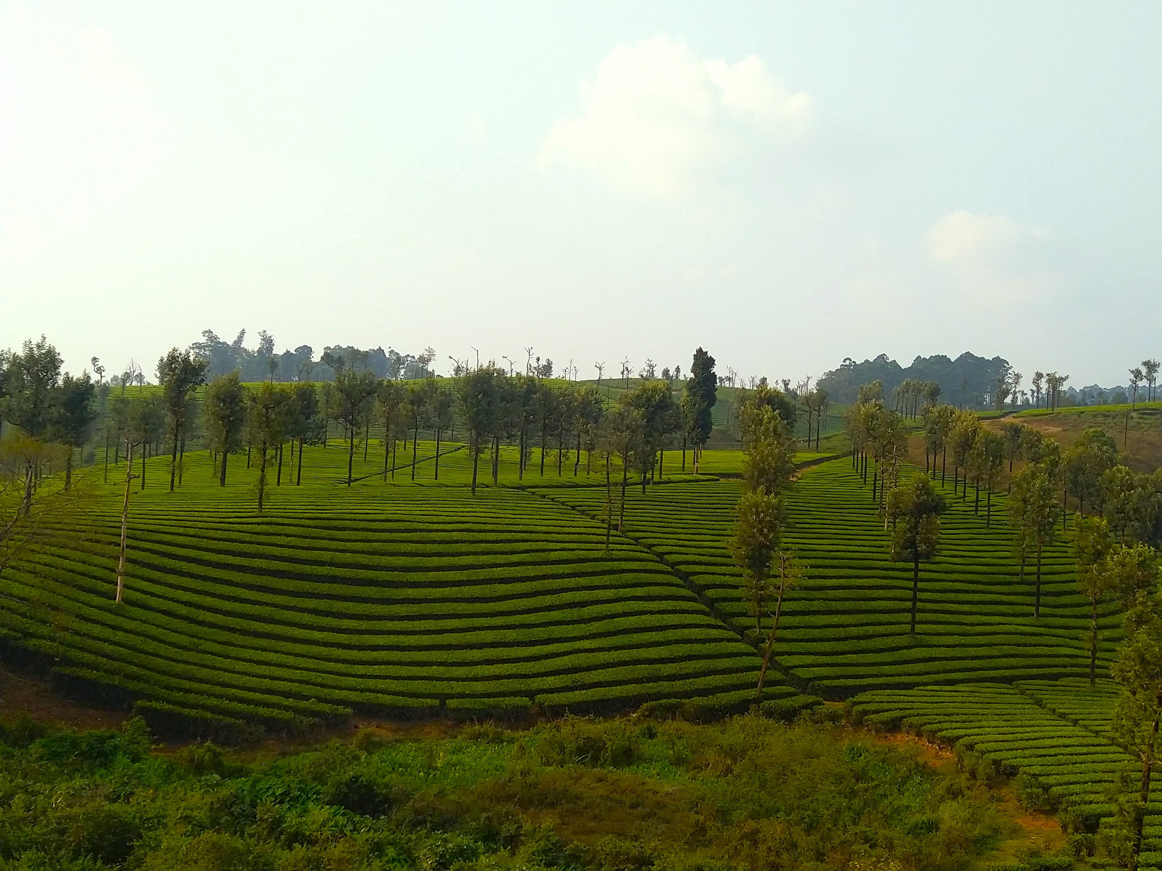 Tea Garden Harmony: Valparai Weekend Getaway with Stunning Rainbow Scene