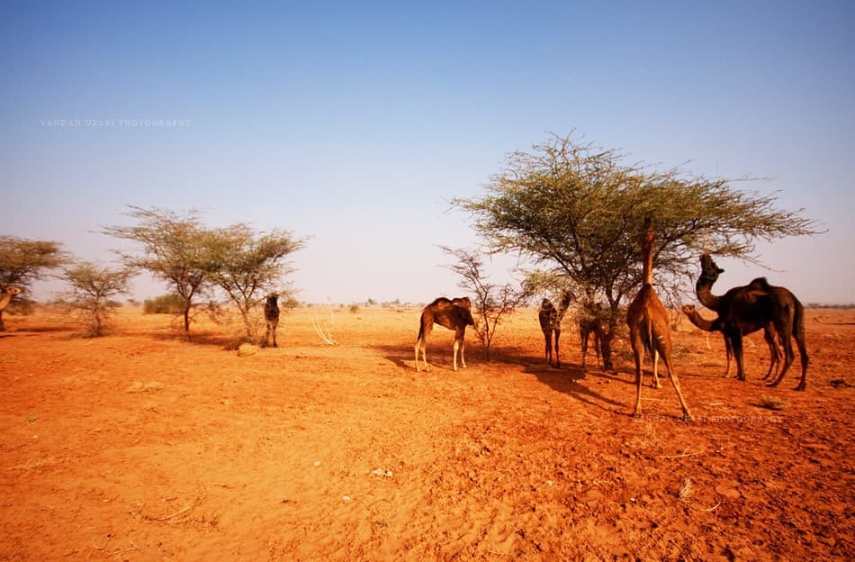 Desert National Park, Jaisalmer 