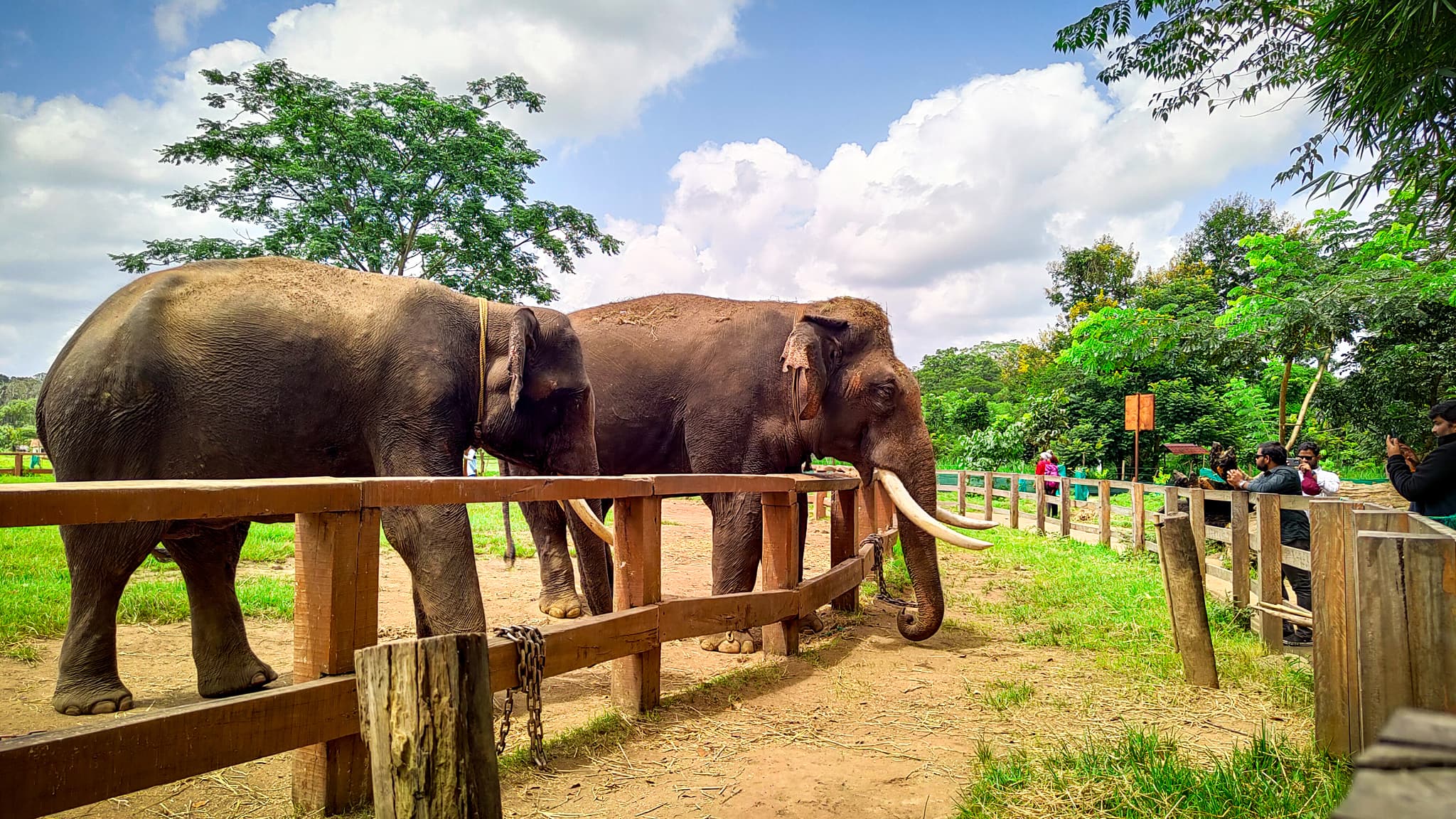 Dubare elephant camp