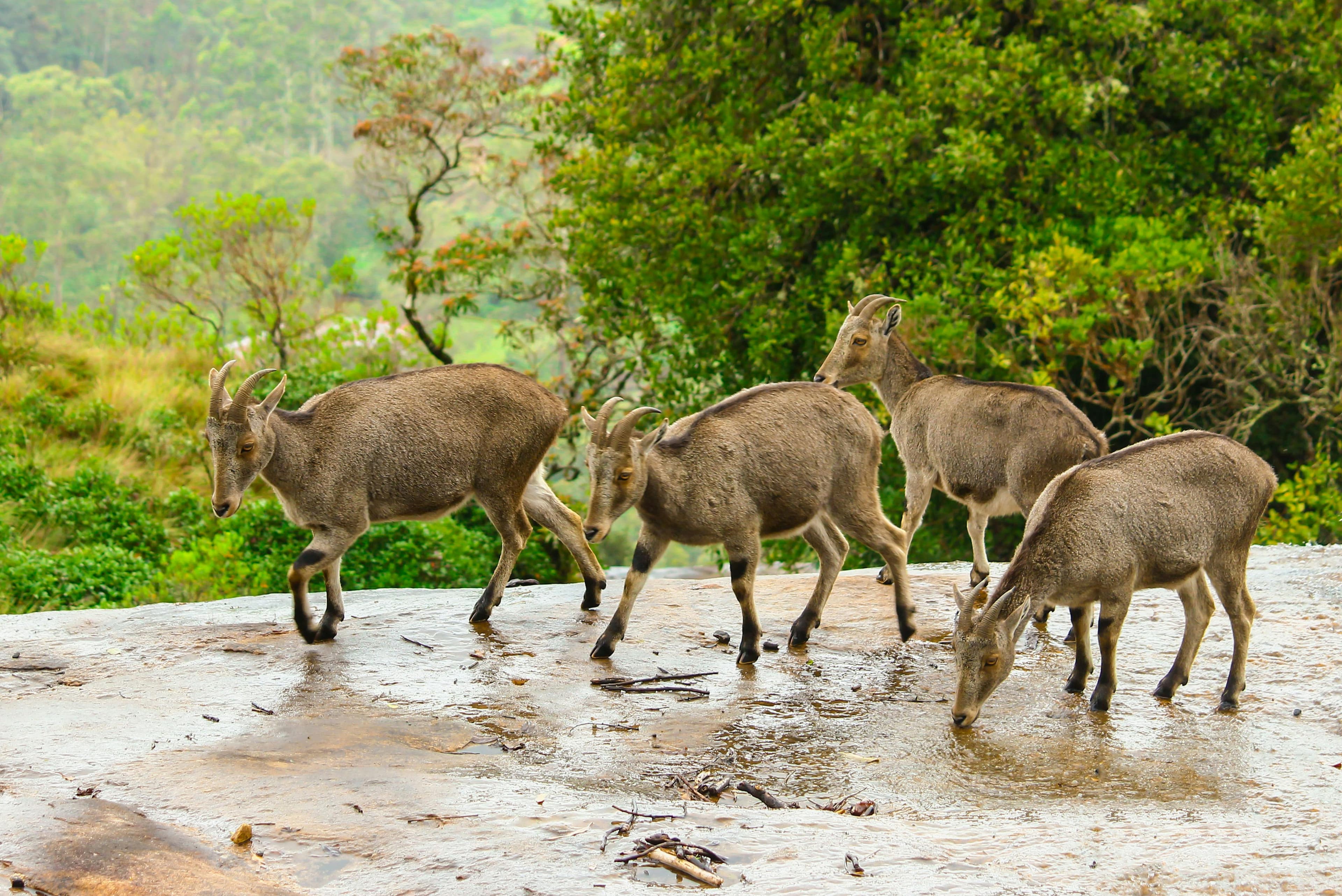 Munnar-Nilgiri Thar