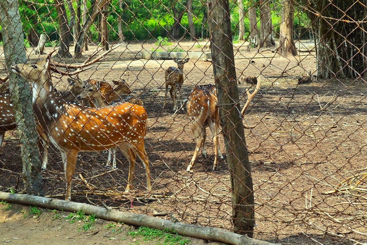 coorg-Nisargadhaama