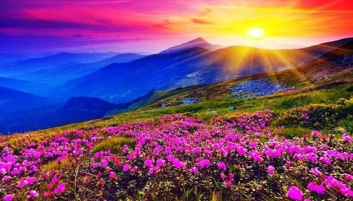 Scenic view of Valley of Flowers in full bloom