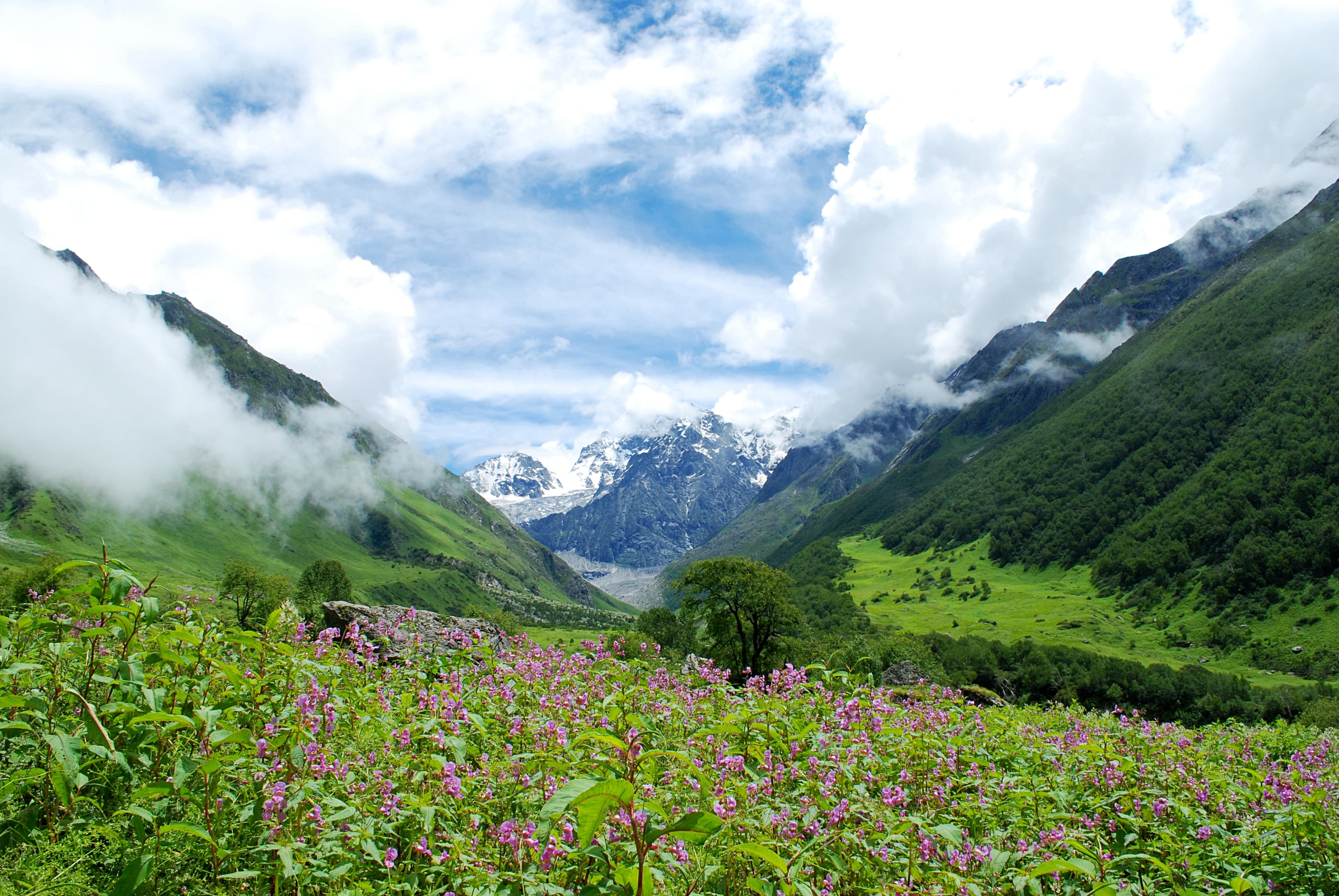 Panoramic shot of Valley of Flowers with mountain backdrop