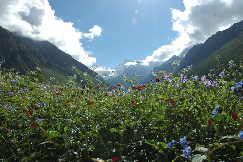 Valley of Flowers with diverse flora and fauna