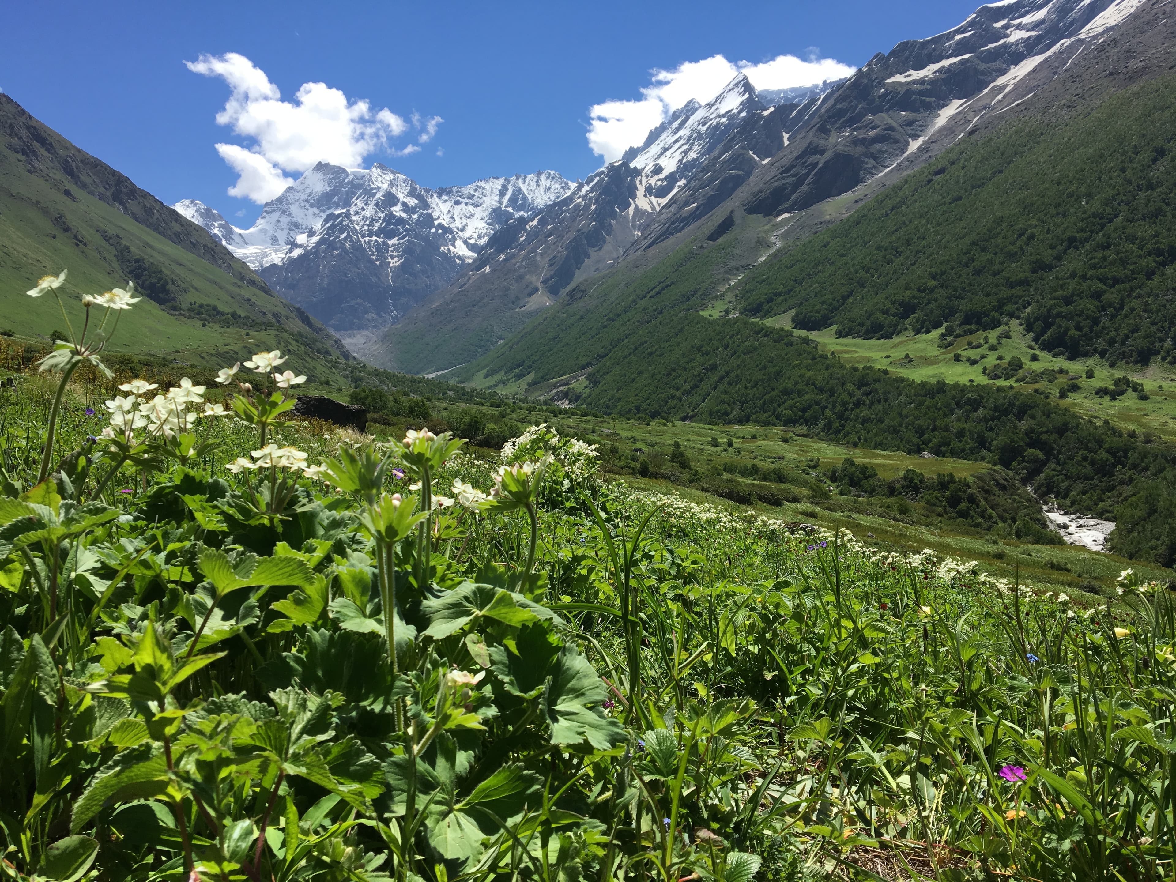 Wildflowers and snow-capped peaks in Valley of Flowers