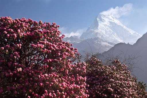 Close-up of vibrant flowers in Valley of Flowers