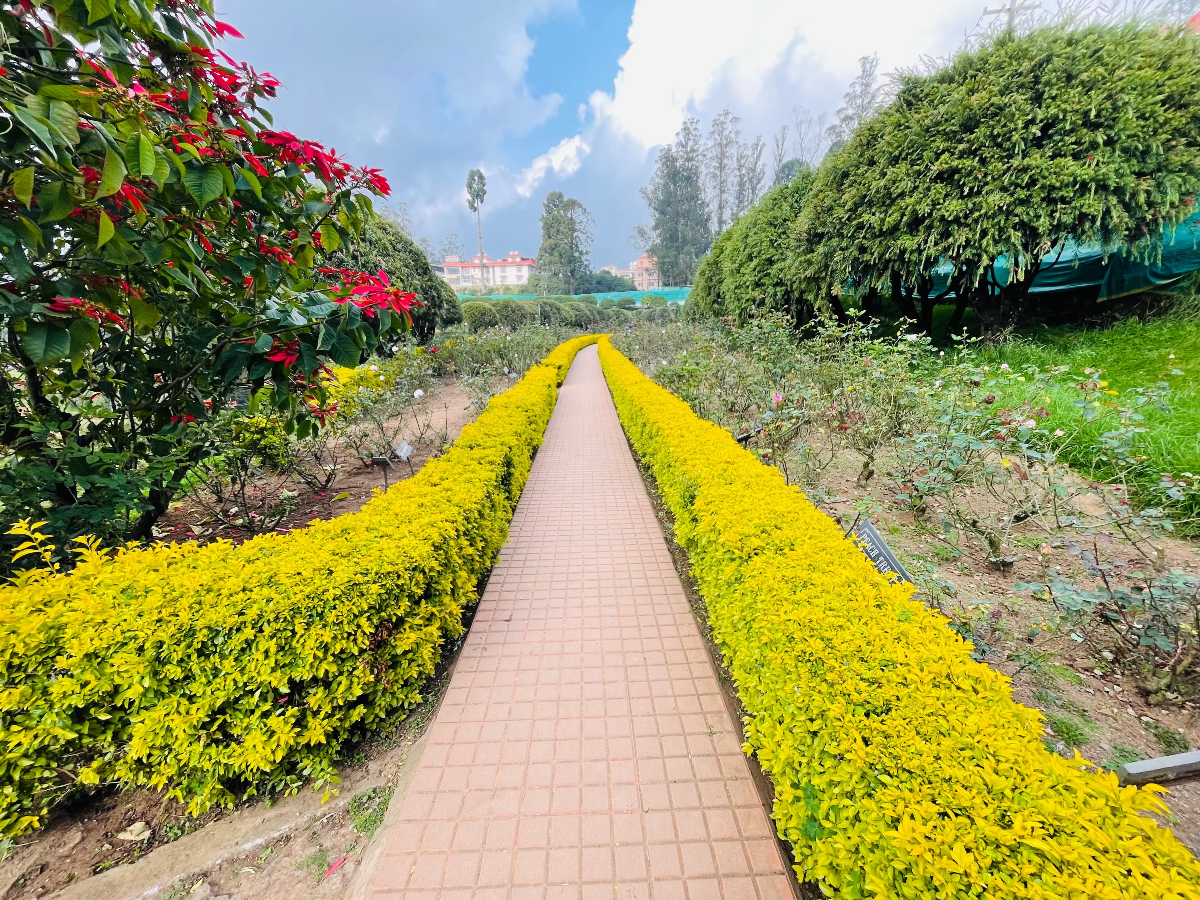 Rose garden in Ooty