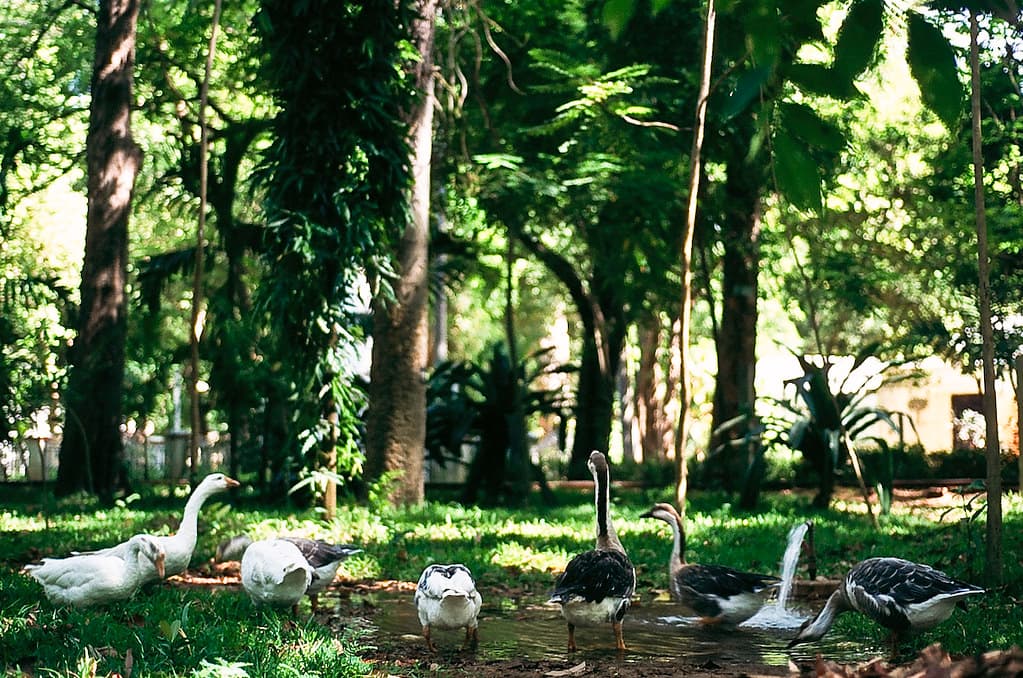 Pondicherry Botanical Garden