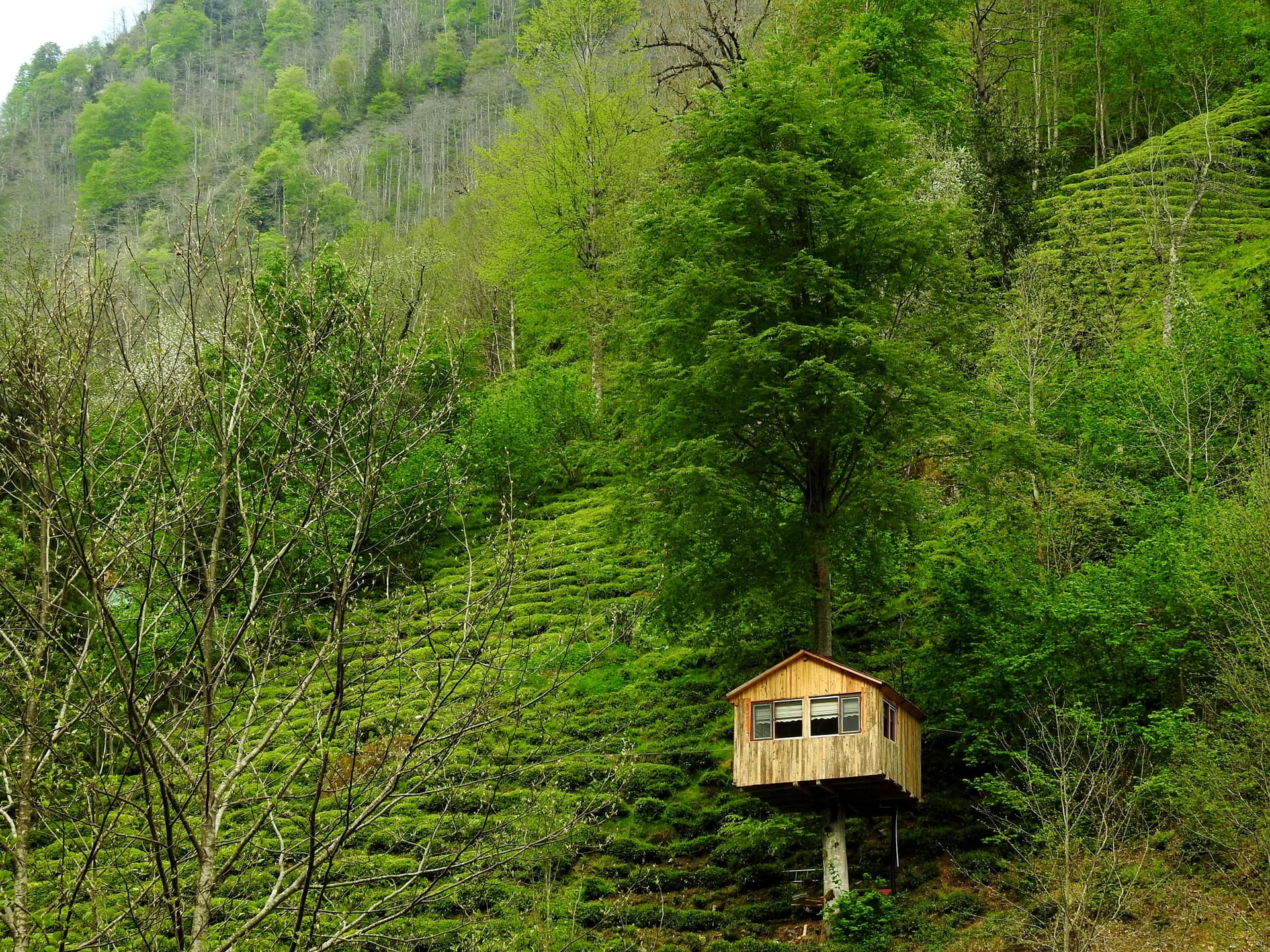 a treehouse in Jibhi