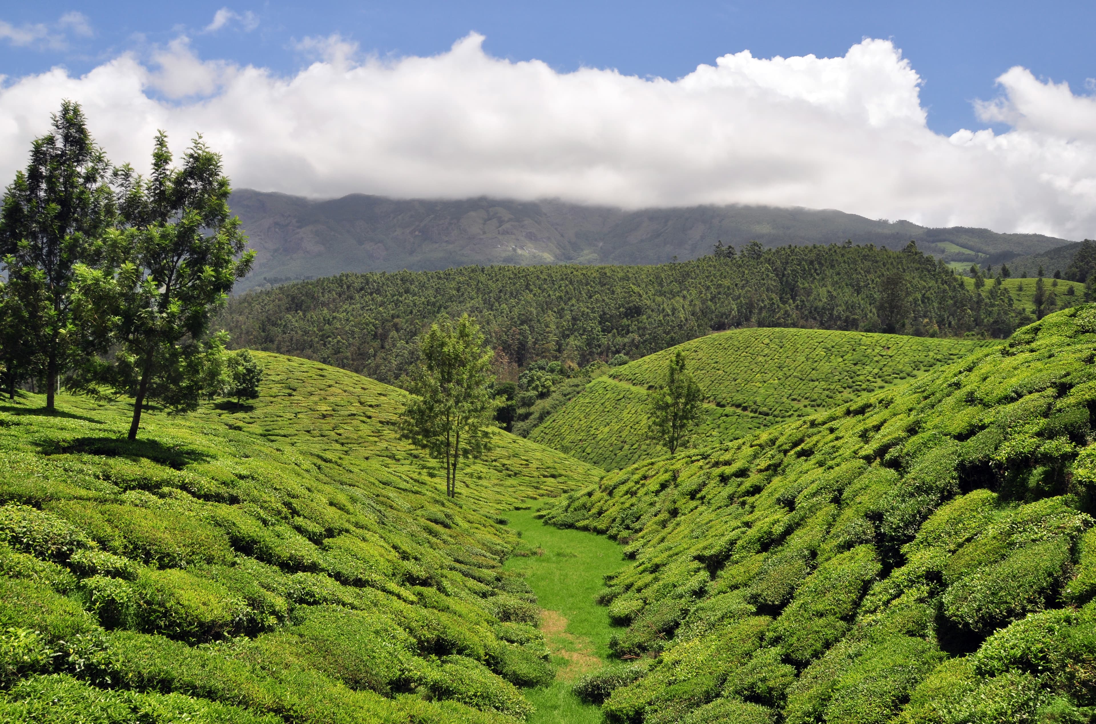 Tea plantations in Wayanad 