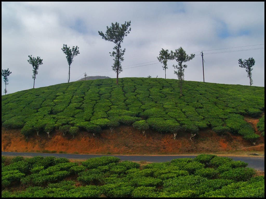 Tea plantations in Wayanad 