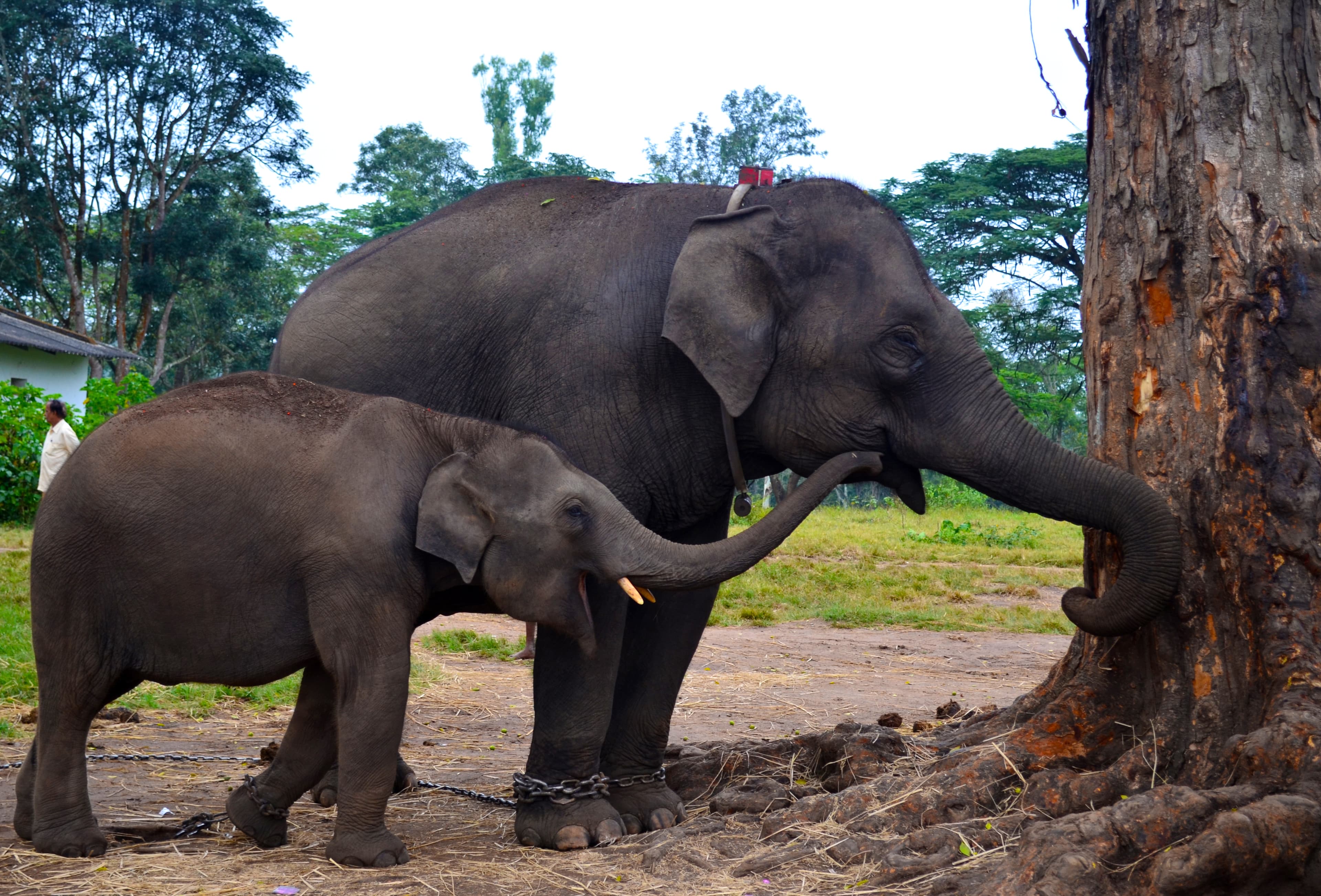 Elephant Camp in Coorg