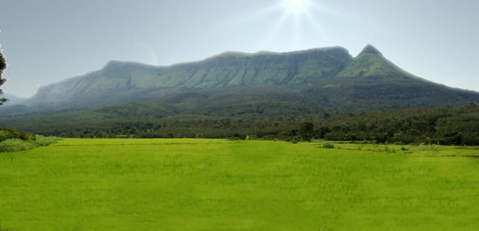 Green grasslands in Chikmagalur