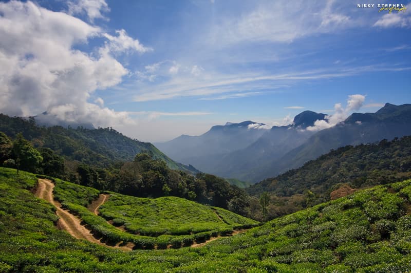 Tea Estate in Munnar