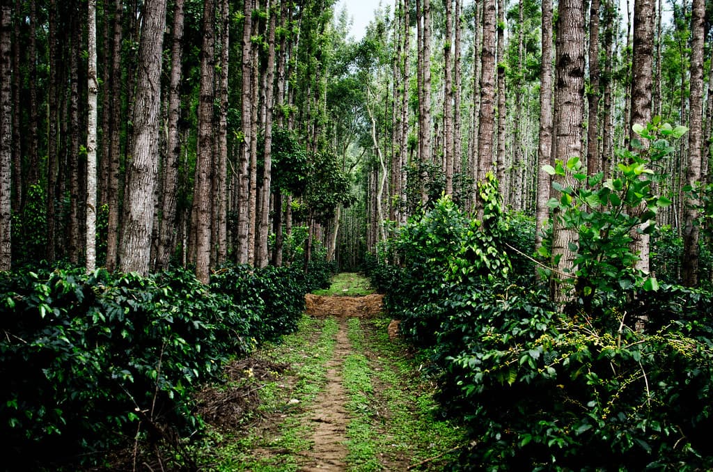 Tall forest walk way in Chikmagalur